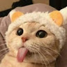 depzaivailo