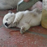 minh.luongkha