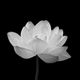 nguyenduchieu2108