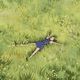 thahvie309