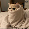 thanhmaiphungthi88