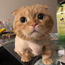 anh22112001