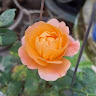 caouyenphuong1312