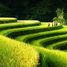 nguyengiang84