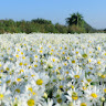 nguyenyenlaw239