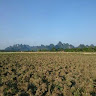 nongtuan691