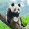 thanhhao471