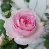 thuhieny85