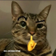 bonconbao