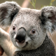 doandiep996